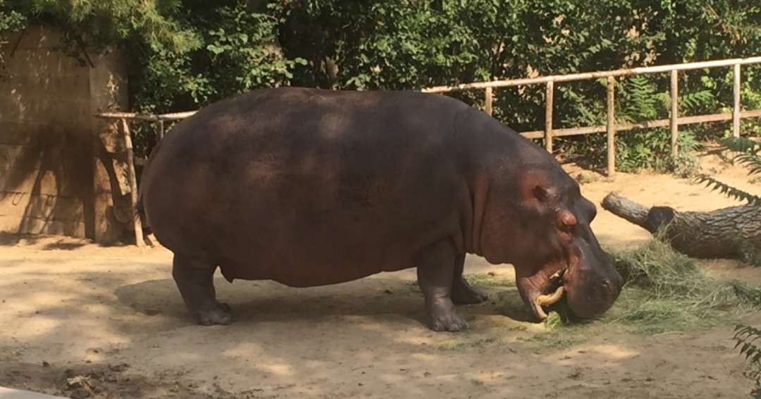 Hippo